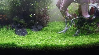 Planted Tank  Carpet trimming  Monte Carlo  Dwarf Hairgrass [upl. by Perri712]