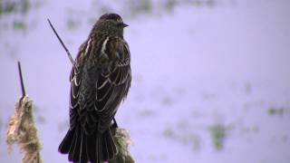 Redwinged Blackbird female call [upl. by Anoed]