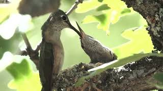 Broadtailed hummingbird nestlings 2020 and 2021 [upl. by Baerl932]