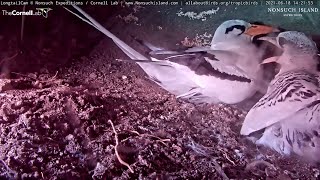 Tropicbird Chick Receives Quick Feeding Visit From Male – June 18 2021 [upl. by Aisemaj]