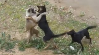 Dominant German Shepherd with Black Mixed Dog got on a fight with Alabai and White Stray Dog [upl. by Castra]