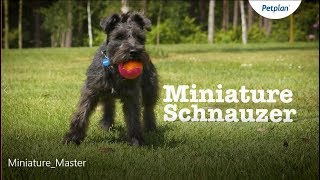 Miniature Schnauzer Dog Temperament Lifespan amp More  Petplan [upl. by Nirrok]