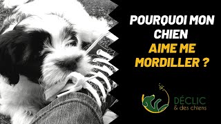 Pourquoi mon chien me mordille [upl. by Hanforrd294]