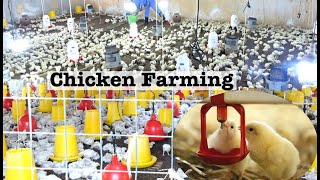 How To Raise Thousands Of Broiler Chicken From Day 1  Poultry Farming Business [upl. by Htebzil]