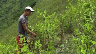 Catatumbo la región cocalera de Colombia donde perdió la paz y la guerra antidrogas  AFP [upl. by Anidam]