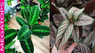 10 Hermosas Variedades de Calatheas [upl. by Radmen]