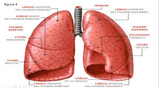 Fisiología de la respiración mecánica ventilatoria  Porcile  neumotórax  tensión superficial [upl. by Bright828]