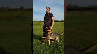 Power Heeling 🔥 dogtraining germanshepherds obedience [upl. by Sugirdor]