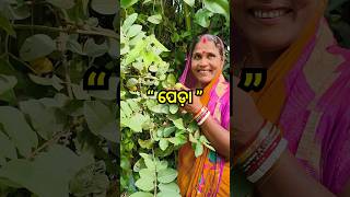 ସ୍ନେହରେ ରଖିଛି ପେଡ଼ା 😂odiavlog odisha odiablogger [upl. by Groveman955]