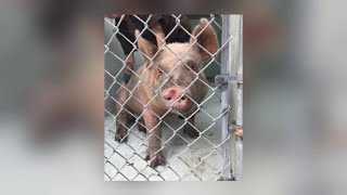 911 call Pig found in Daytona [upl. by Billat49]