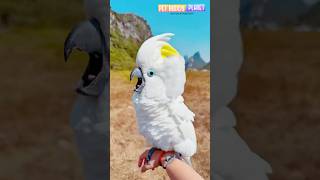 Cockatoo Flight [upl. by Ttekcirc]