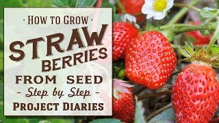 ★ How to Grow Strawberries from Seed A Complete Step by Step Guide [upl. by Loughlin980]