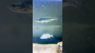 Saltwater FishTank fishing spearfishing sportfishing fish tarpon grunt florida ocean shorts [upl. by Ahtelra864]