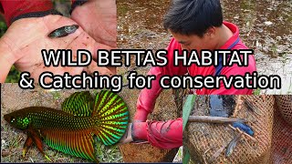 Catching Wild Bettas in THAILAND for breeding conservation Betta smaragdina natural habitat [upl. by Daffodil]