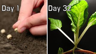 Growing Bok Choy from seeds 32Day Timelapse [upl. by Anid]