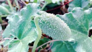 Ecballiumsquirting cucumberexploding cucumber [upl. by Mayhew]