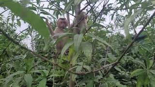 My mischievous monkeys tiktok trending trendingshorts travel [upl. by Pampuch375]