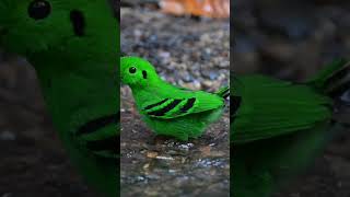 About green broadbill birds green broadbill burung burunglangka [upl. by Ravert]