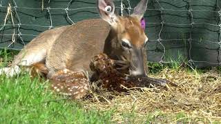 Whitetail Deer Evidence of Gods Creation Trailer 1 [upl. by Nossah]