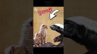 The most fearful Animal in the world shorts ytshorts worldwowfact [upl. by Gadmann]