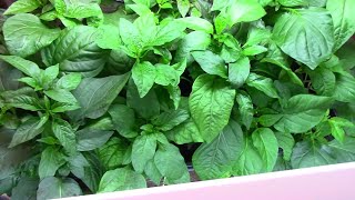 When To Start Pepper Seeds Indoors  A Few Things You Should Know [upl. by Tham]