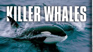 Killer Whales Up Close and Personal [upl. by Neel]