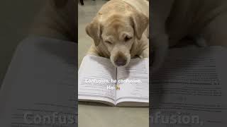 Confusion he confusion solution ka pata Nahi…😓 bollywood song labradog funnycomedy ￼￼ [upl. by Eimmak]