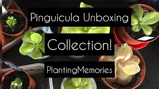 Butterwort Collection  Pinguicula UNBOXING [upl. by Gloriana]