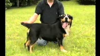 I Quattro Bovari Svizzeri Entlebucher [upl. by Adnahcal674]