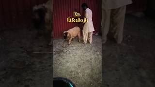 Listeriosis Disease Sheep and Goat بھڑ بکریوں میں خطرناک بیماری ❤❤❤ [upl. by Seuqramed]