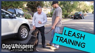 Cesar Millan Trains Aggressive Pit Bull To Walk On Leash  Dog Whisperer [upl. by Aisekal]