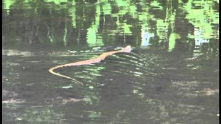 Cottonmouth  Water Moccasin in the Stones River Tn [upl. by Assele]