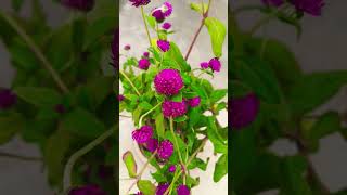 Very beautiful Gomphrena plantgardening plants gardenflowers viralvideos trail ytshorts [upl. by River]