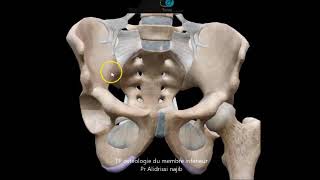 Ostéologie des membres inférieurs [upl. by Yldarb561]