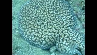 Baby Torpedo Ray Electric ray Mussandam Island Rock Hormuz Strait Oman 1432008 [upl. by Ollehto]