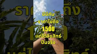 บีบีกัน 1500 เเต่ได้ลิขสิทธิ์ปืนจริง [upl. by Mascia]