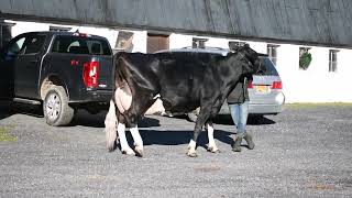 BurketFalls Dr Alist EX94 Sired by 525HO96 DONE RIGHTRED [upl. by Grimbald971]