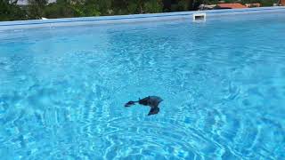 Šišmiš spašen iz bazena The bat saved from pool [upl. by Lleze]