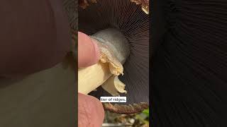 Garden Giant Mushrooms  Ridges on the Ring mushroomeducation mushrooms mushroom [upl. by Rowland]