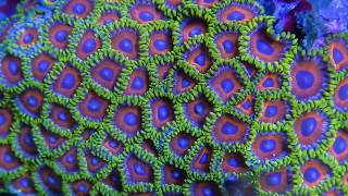 Coralscapes at Elite Reef  zoanthids duncans micromussa favites palythoas cyphastrea [upl. by Shelli585]