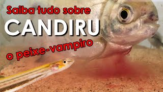 Saiba tudo sobre o candiru o peixevampiro sulamericano [upl. by Livvy187]