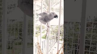 Amore e cucù rumitheparrot africangrey parrot talkingparrot loro pappagallo amore shorts [upl. by Dreyer]