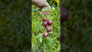 Jujubes Have you ever tried this fruit jujube pickingfruit [upl. by Davidoff659]