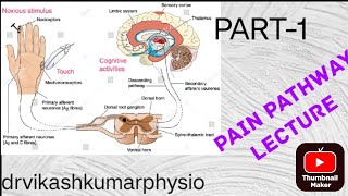 pain pathway electrotherapypain gate theory physiotherapypain gate theory physiotherapy notes [upl. by Eelarbed]