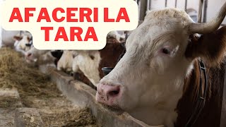 5 idei de afaceri la tara [upl. by Vinia]