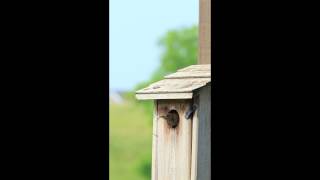 House Wren vs Bluebird nest buildingm4v [upl. by Short264]