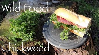 Wild Food  Chickweed Polish Sausage and Chickweed Sandwich and Steamed with Lemon Juice [upl. by Asta687]