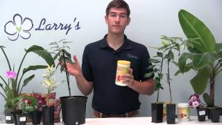 How To Grow a Citrus Tree  Growing Guide [upl. by Hillegass]