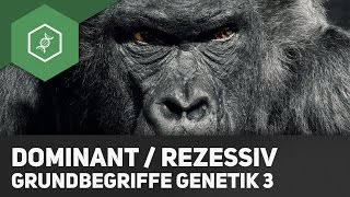 Dominant amp Rezessiv – Unterschied – Grundbegriffe Genetik 3 [upl. by Ianahs]