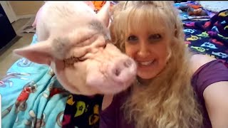 Mini Pig Thinks Mom Is A Cucumber Dispenser  Sneak Up On The Kids [upl. by Fredela]